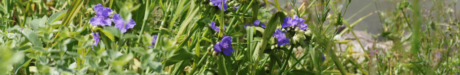 fleurs